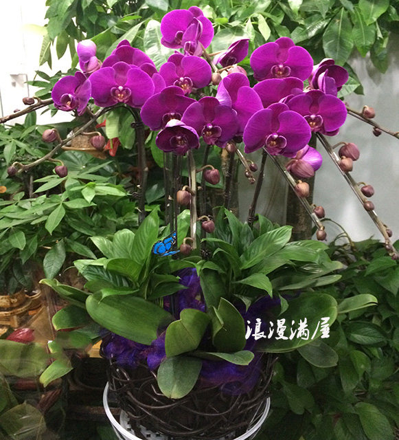 杭州A级蝴蝶兰 高档盆栽年宵花开业乔迁送礼市区免费送货