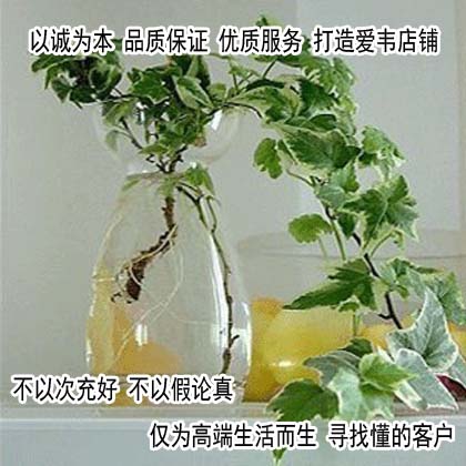 办公室桌面水培植物 水养净化空气 金边常春藤花叶常青藤 除甲醛 鲜花速递/花卉仿真/绿植园艺 绿植 原图主图