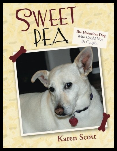 美国库房发货，通常付款后5-8周到货！