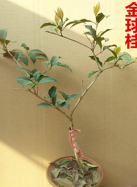 金球桂流苏嫁接极大桂花树苗
