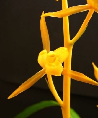 包邮兰花苗 墨兰【金公主】 阳台盆栽绿植植物花卉盆景
