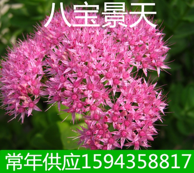 工程绿化苗木八宝景天盆栽八宝景天小苗阳台植物八宝景天花苗