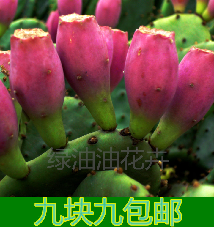食用仙人掌果可盆栽水果苗地栽