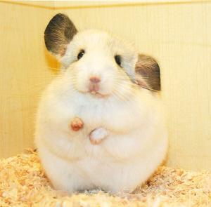 顺风车运输 费用 宠多多龙猫乐园 北碚五只龙猫活体及货款