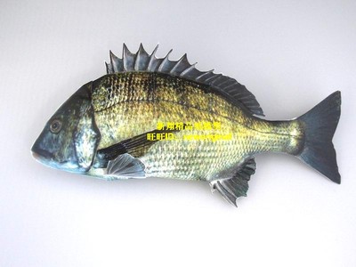 黑鲷鱼  真鲷鱼 龙虾 螃蟹 章鱼海龟 鱼类 海产品 海洋动物模型