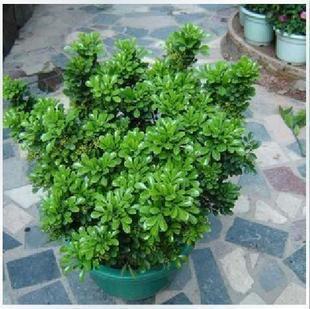 常青芳香浓郁室内植物盆栽苗带花发货 米兰花卉阳台开花绿植四季