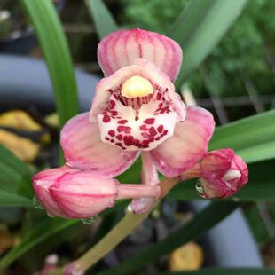 红月浓香四季兰建兰兰花苗 兰场直销 绿植盆栽花卉四季兰大凤素