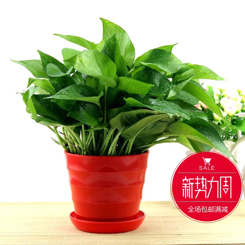 办公室内桌面绿植花卉绿萝吊兰盆景新房盆栽防辐射吸甲醛净化空气