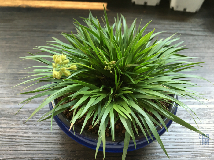 日本进口花石菖，选用日本篮釉盆栽种。盆径10cm，总高10cm