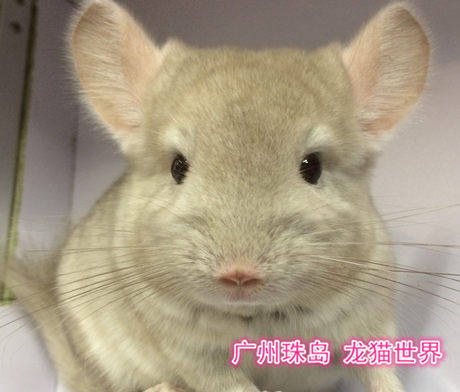 龙猫宝宝米色广州世界到店挑选