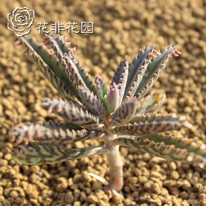 花非花园-多肉植物 绿植 小盆栽庭院植物 多肉 【筒叶不死鸟】