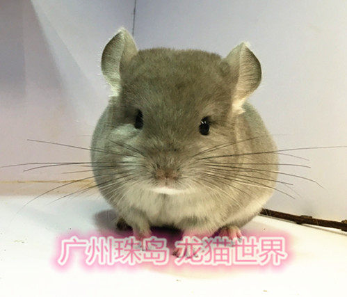 2个月大紫灰龙猫宝宝 紫灰DD一枚 广州实体店 欢迎到店挑选