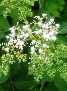 草药新鲜陆英八棱麻根接骨草走马风走马前珍珠连