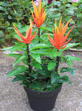 高仿真绿植物假树叶迷你小盆栽佛手果树拍摄桌摆装饰直销带花盆