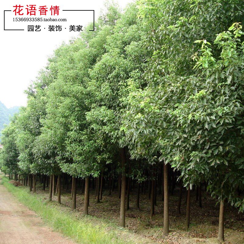 绿化行道树苗木樟树木樟乌樟番樟香樟树苗香樟小苗四季常青风景树