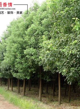 绿化行道树苗木樟树木樟乌樟番樟香樟树苗香樟小苗四季常青风景树