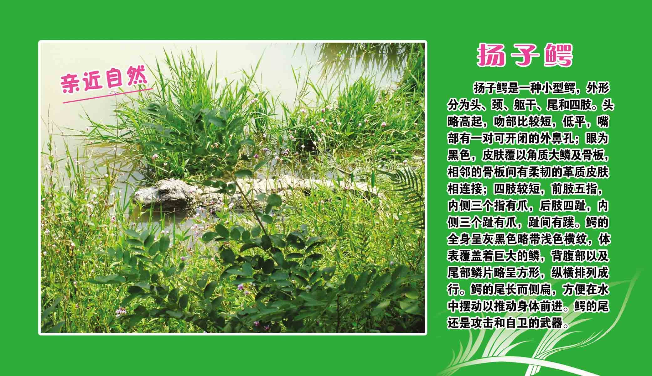 208居家海报展板喷绘贴纸素材5389亲近自然扬子鳄