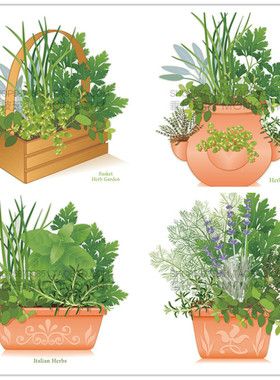 A3105矢量绿色盆栽植物观叶植物香草插画 AI设计素材