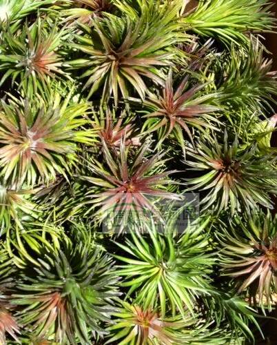 展示 空气凤梨 Tillandsia Tenuifolia Purple Fan蓝色花“紫扇子