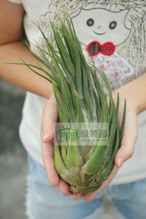 展示 空凤 鸟岩Tillandsia 'John's Clone' 大型犀角精灵品种