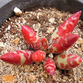 梅花鹿水泡多肉 梅花鹿水泡多肉植物精养 梅花鹿水泡老桩一物一拍