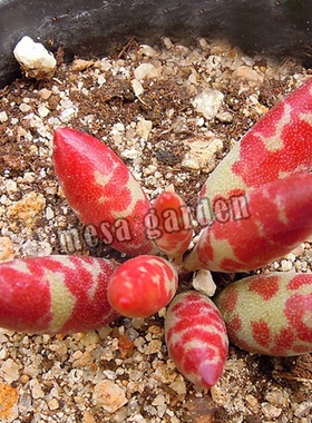 梅花鹿水泡多肉 梅花鹿水泡多肉植物精养 梅花鹿水泡老桩一物一拍