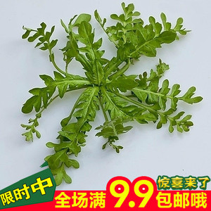 阳台 盆栽蔬菜种子 大叶荠菜种子 庭院种植营养野菜种子四季播种