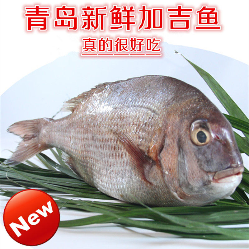 青岛鲜活加吉鱼鲷鱼 海鱼/海鲜鲜鱼 新鲜 刺身寿司料理材料1条2斤