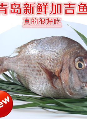 新鲜加吉鱼鲷鱼一条2斤