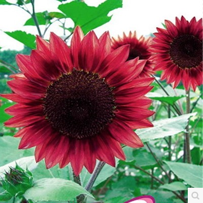 观赏矮向日葵种子彩色葵花种子景观园林庭院四季播易种植物花卉籽