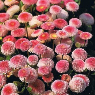 别墅庭院花种子多年生野花组合南北方花籽四季播易种草花包邮