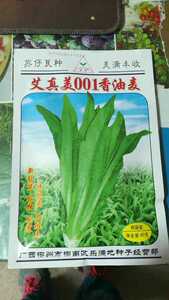 苏仔001香油麦 高产油麦菜  口感好  四季油麦菜