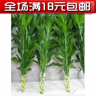 Special sales Hydroponic Flowers Bamboo transit Bamboo Hydroponics Lucky Bamboo Botany Flower Pot Not dying in winterin the Flower delivery/Flowers simulation/Plants gardening , Flowers/Potted plants (New) , Plants  category - from Buy2taobao.com to provide professional Taobao agent buy service