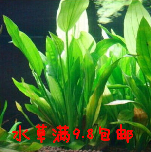 长叶九冠 大叶绿九冠活体水草鱼缸水草 乌拉圭皇冠 大叶九冠后景