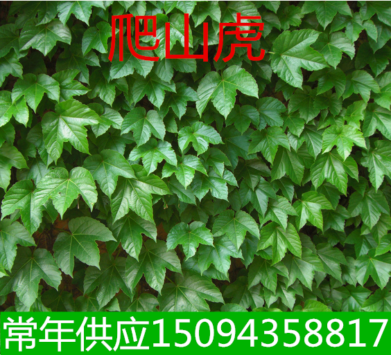 树苗攀援植物爬山虎五叶地锦