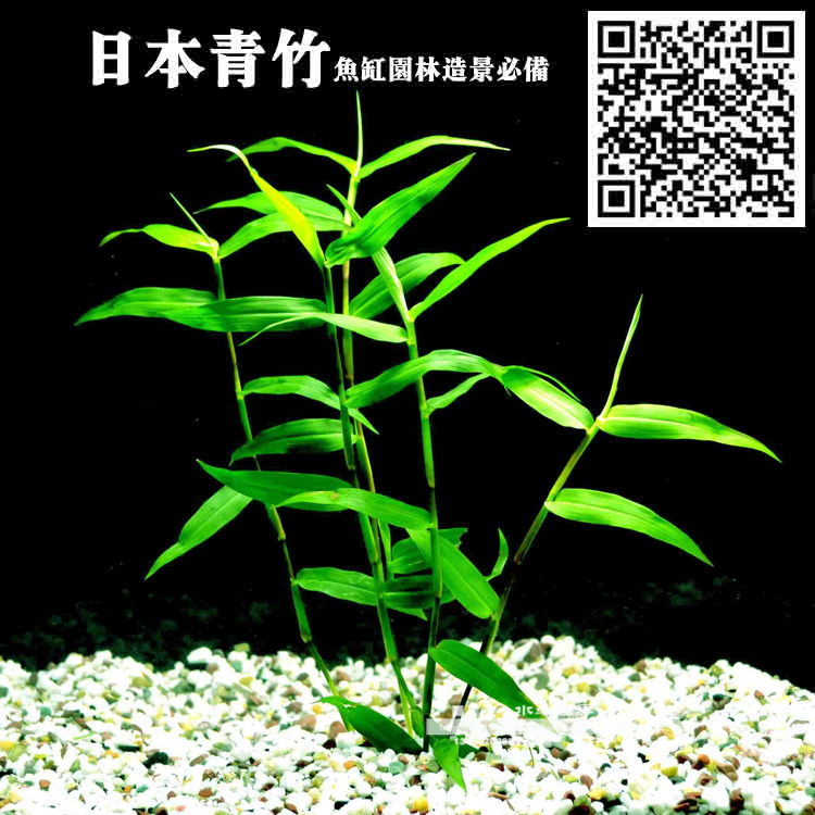 香柳水草 日本青竹 水族箱造景水草 活体水草 包邮 免包装箱