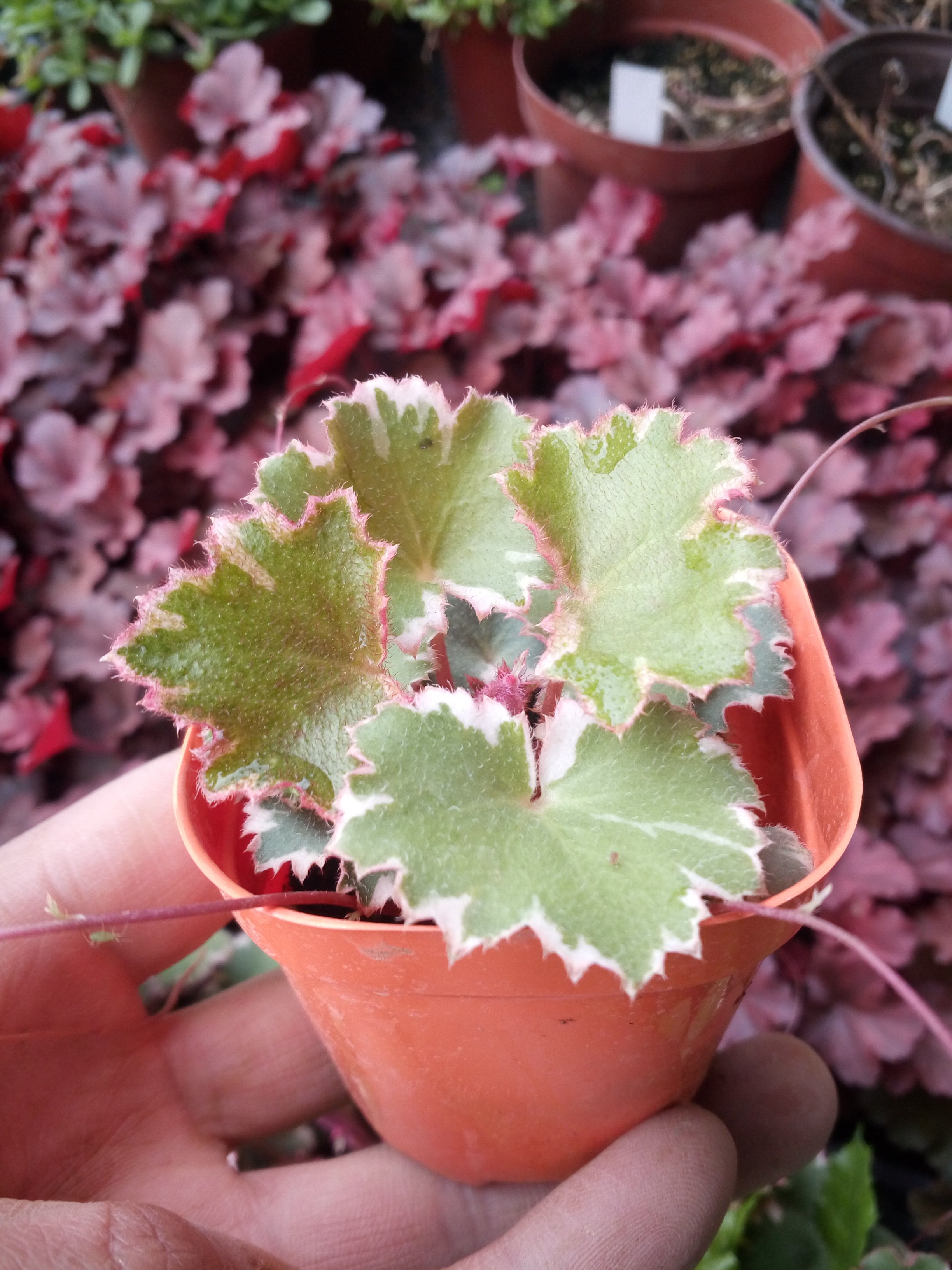 花叶虎耳草  御所车在类目 鲜花速递/花卉仿真/绿植园艺, 花卉/绿植盆栽（新）, 花卉中 - 来自Buy2taobao.com提供专业的淘宝代购服务