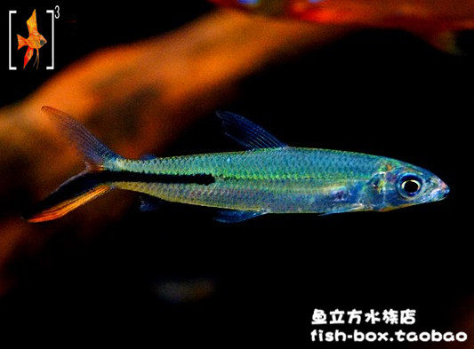 红尾企鹅灯红尾大企鹅灯珍惜南美亚马逊河进口稀有热带观赏鱼活体