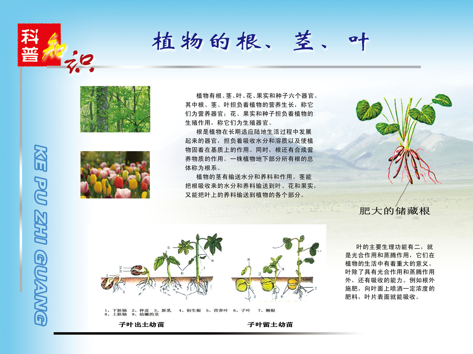 727海报印制展板写真喷绘贴纸851植物的根茎叶科普知识