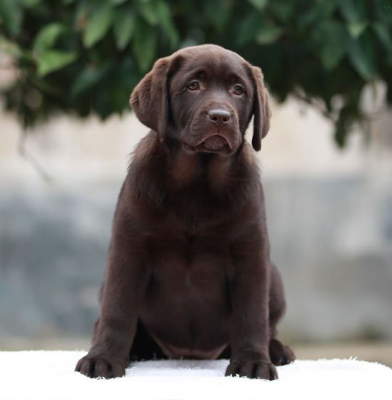 活体纯种巧克力色拉布拉多犬