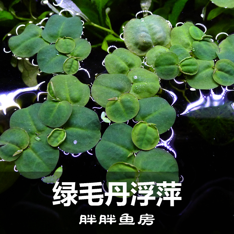 鱼缸养殖点缀绿毛丹浮萍漂浮性水草水晶虾缸除no3造景水草萍