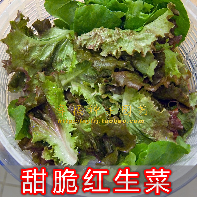 【甜脆紫红生菜种子】 阳台种菜 50天收获 易种植 莴苣菜种子 鲜花速递/花卉仿真/绿植园艺 家庭园艺种子 原图主图