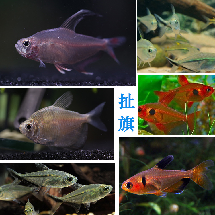 红玫瑰扯旗10条 黑尾大勾扯旗红衣梦幻扯旗鱼热带观赏鱼活体包邮