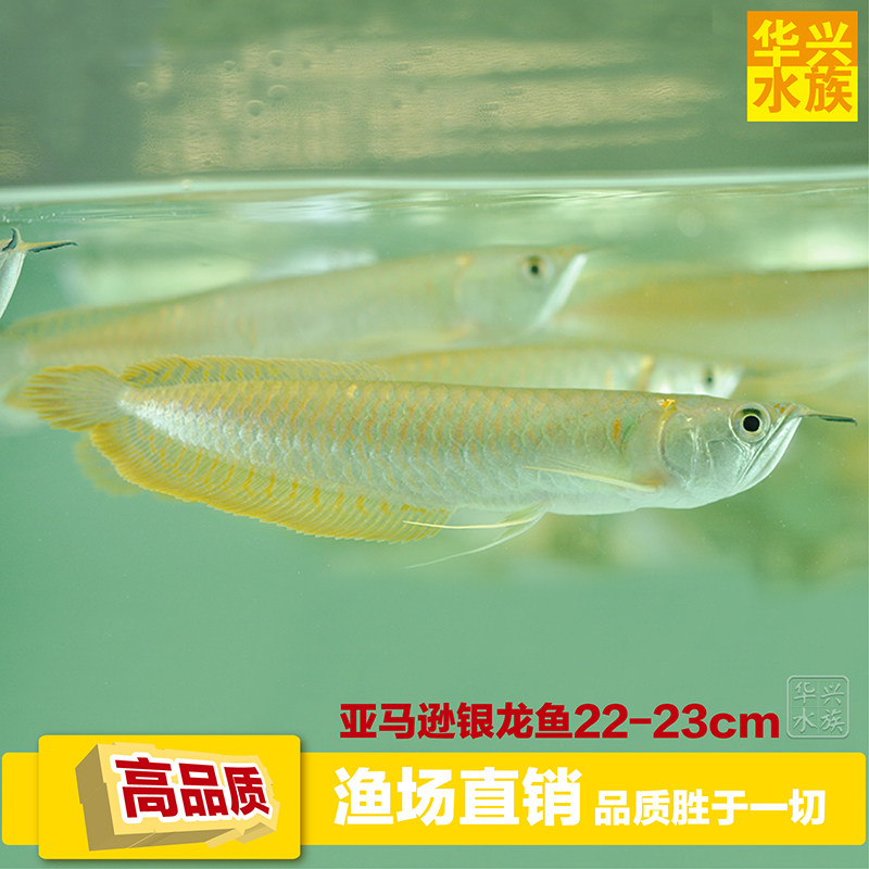银龙鱼 观赏龙鱼 活体热带鱼 活体 舌骨 批发 包邮 缸 宠物 水族