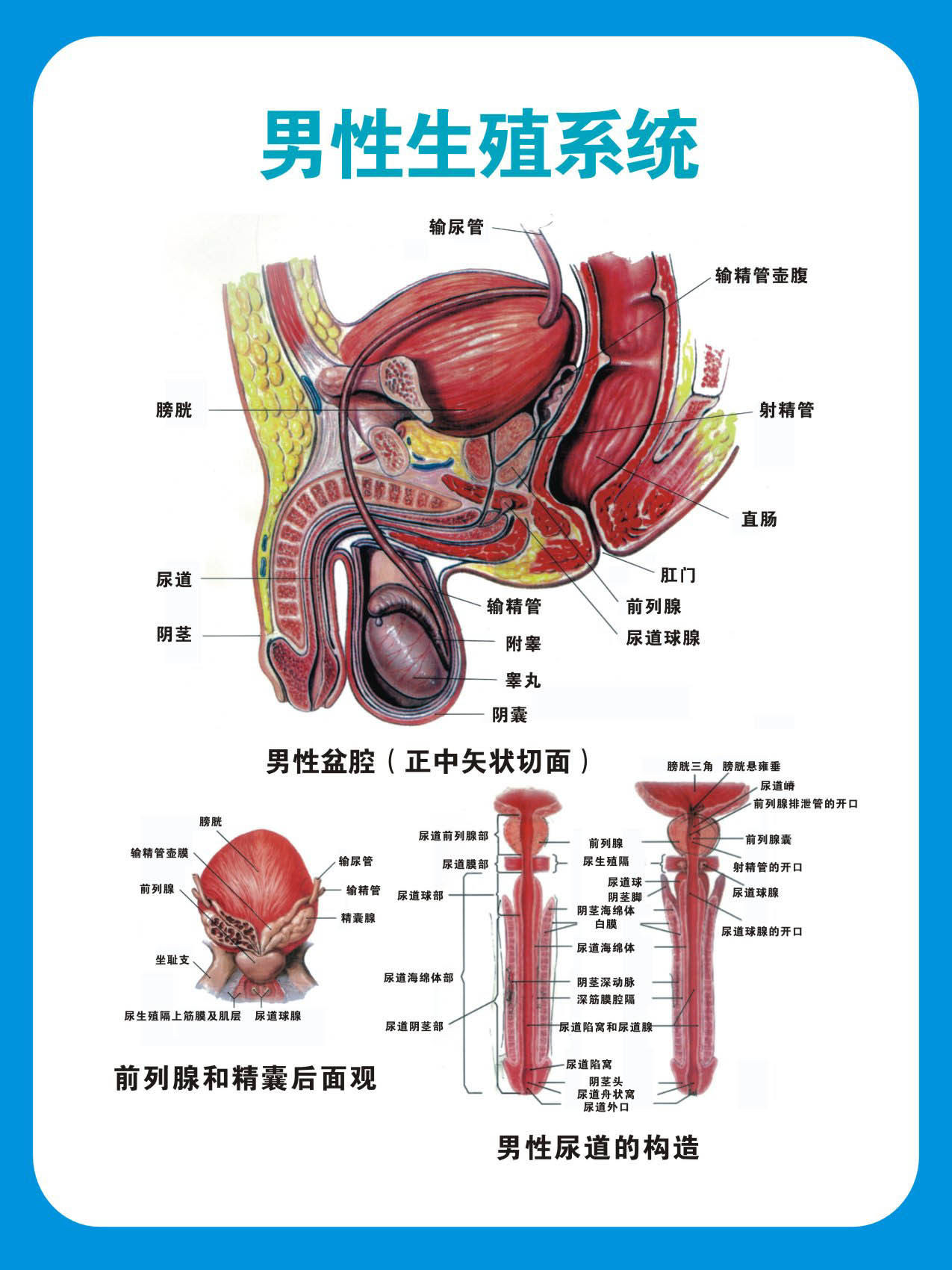 733海报印制展板写真喷绘贴纸324医院各科室挂图2男性生殖系统