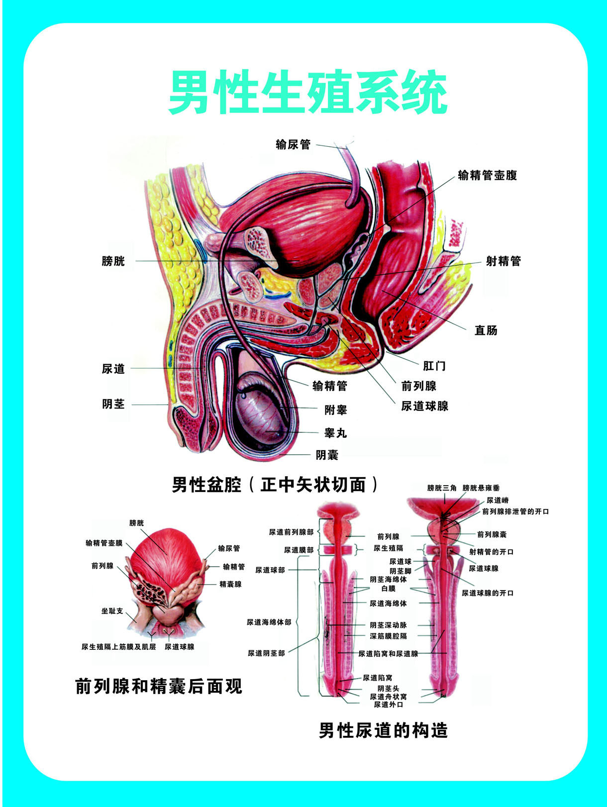 751海报印制展板写真喷绘470医院健康知识男科挂图男性生殖系统