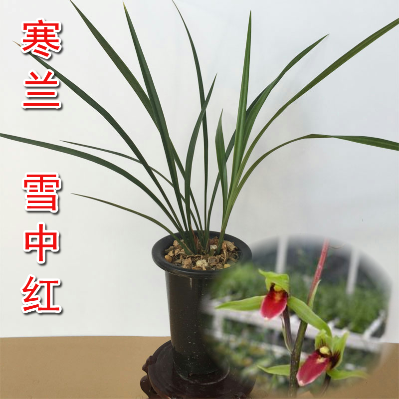 正品红花兰草雪中红寒兰 寒兰素心红素无花苞 兰花 免邮