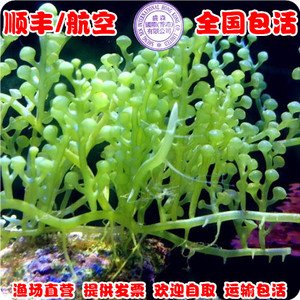 绿葡萄藻 海水鱼活体珊瑚鱼缸去除NO3PO4吊类开口活体饲料藻缸