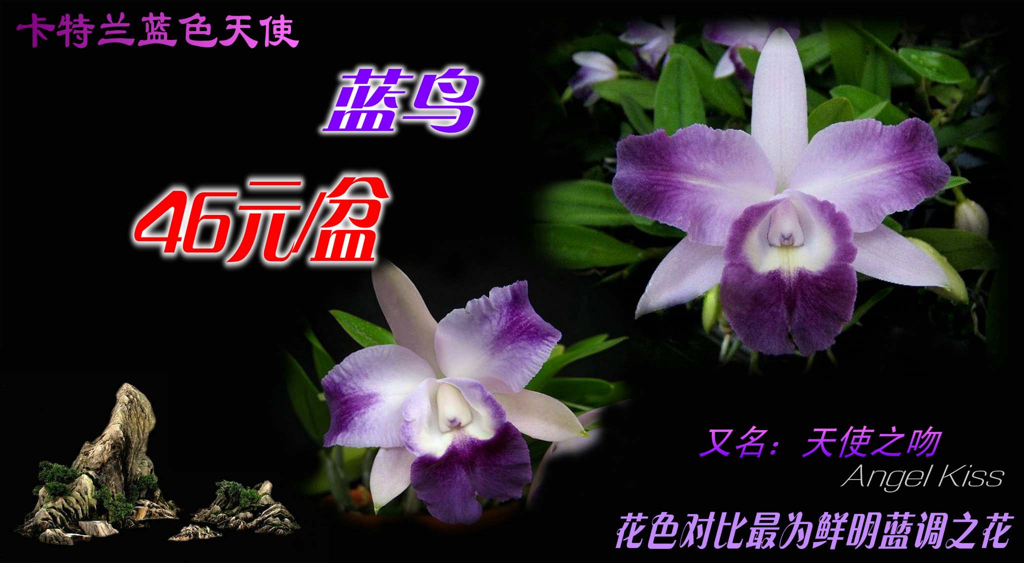 兰花 洋兰 热带兰 卡特兰蓝调蓝鸟 无花