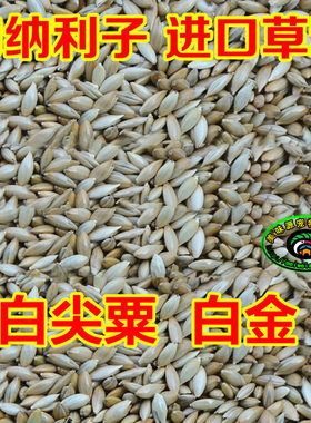 鸟食进口草籽白尖加纳250克黑尖